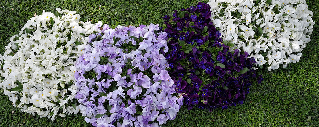 Blumen am Friedhof